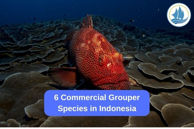 6 Commercial Grouper Species in Indonesia